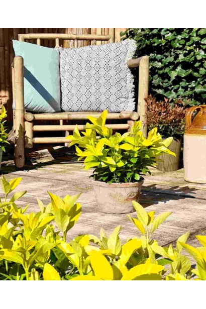 Бруслина японська Ел Дорадо опис